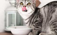 Gérer le surpoids chez les chats : conseils et régimes